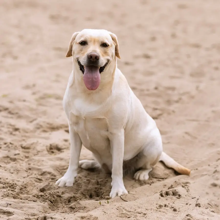 benefits of dog training