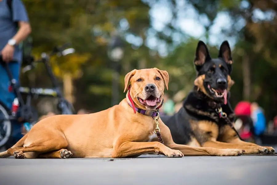 Dog Training Boot Camp