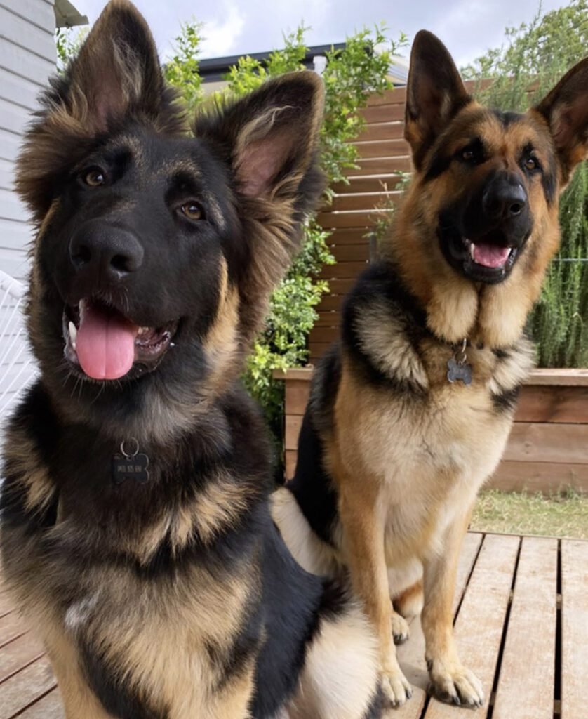 dealing with dogs problems