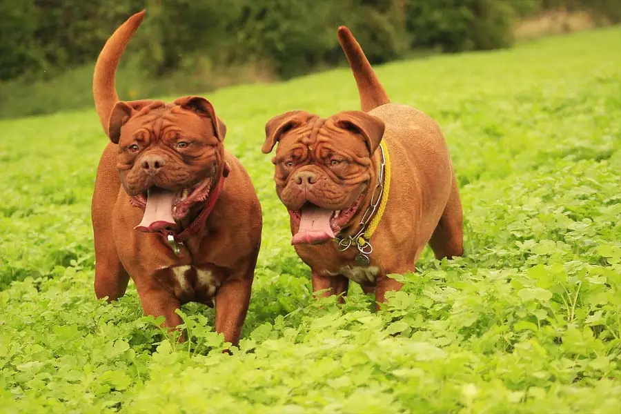 specific dog training