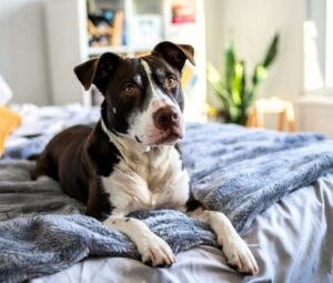 dog is sitting on the bed