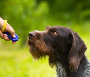 gold's coast dog trainers