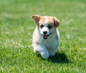 Small puppy running on grass at Doggy Bootcamp