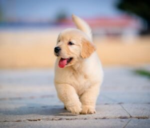 Puppy running and playing during obedience training