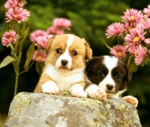 Two puppies sitting calmly and observing during puppy training