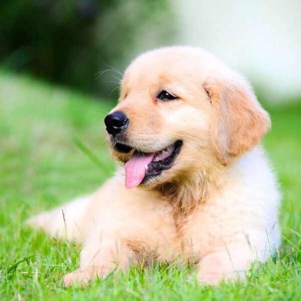 a puppy sitting at puppy training bootcamp