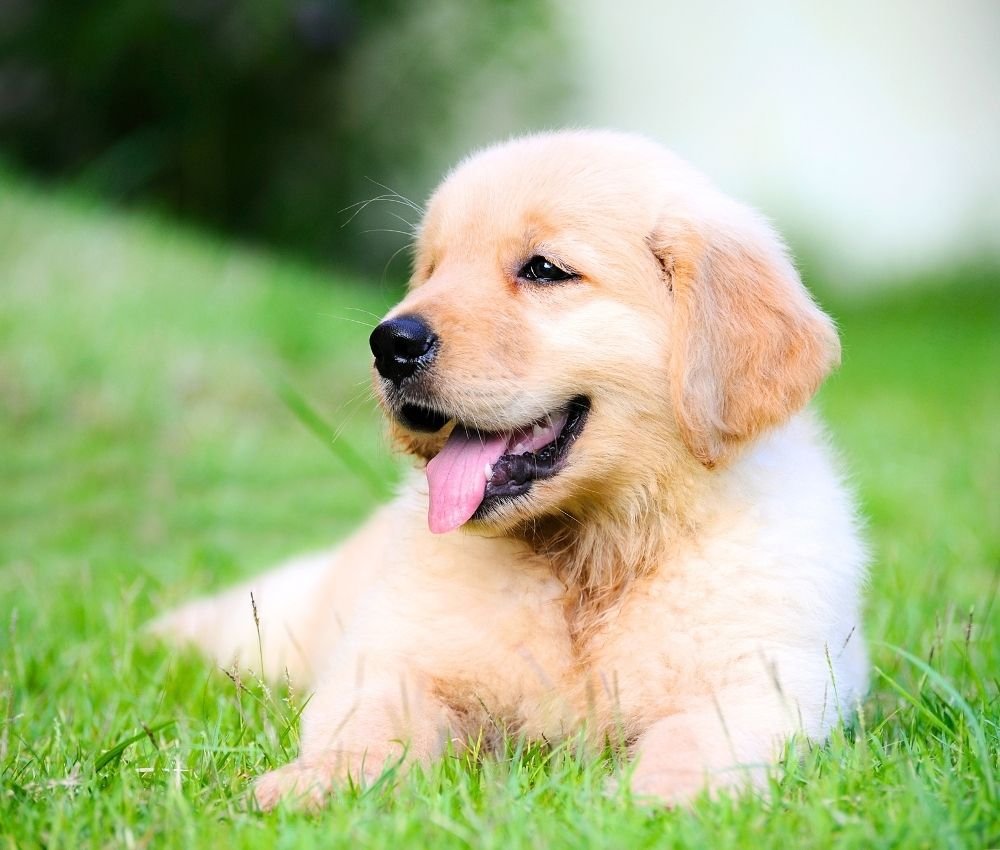 a puppy sitting at puppy training bootcamp