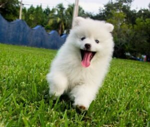 puppy is running on ground