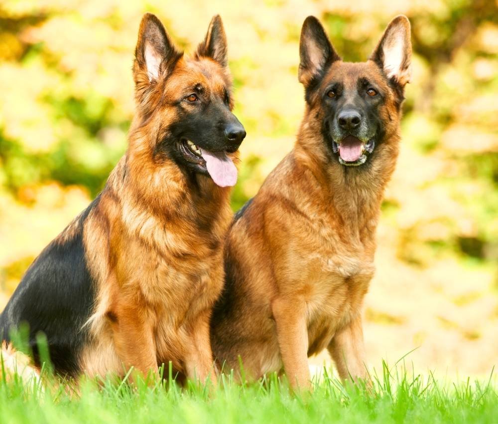 dog socialisation at master of puppies