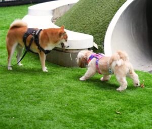 Two dogs engaging in playful dog socialisation at a park