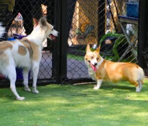 Two dogs enjoying a controlled doggy playdate outdoors