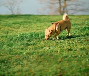 a dog enjoying calmly in outdoor Gold Coast park environment