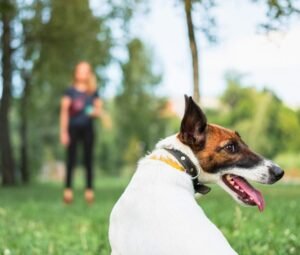 Trainer teaching adult dog advanced obedience commands