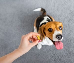 instructor giving meal to dog as a reward