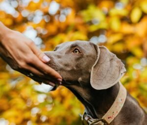 best dog trainers MOP