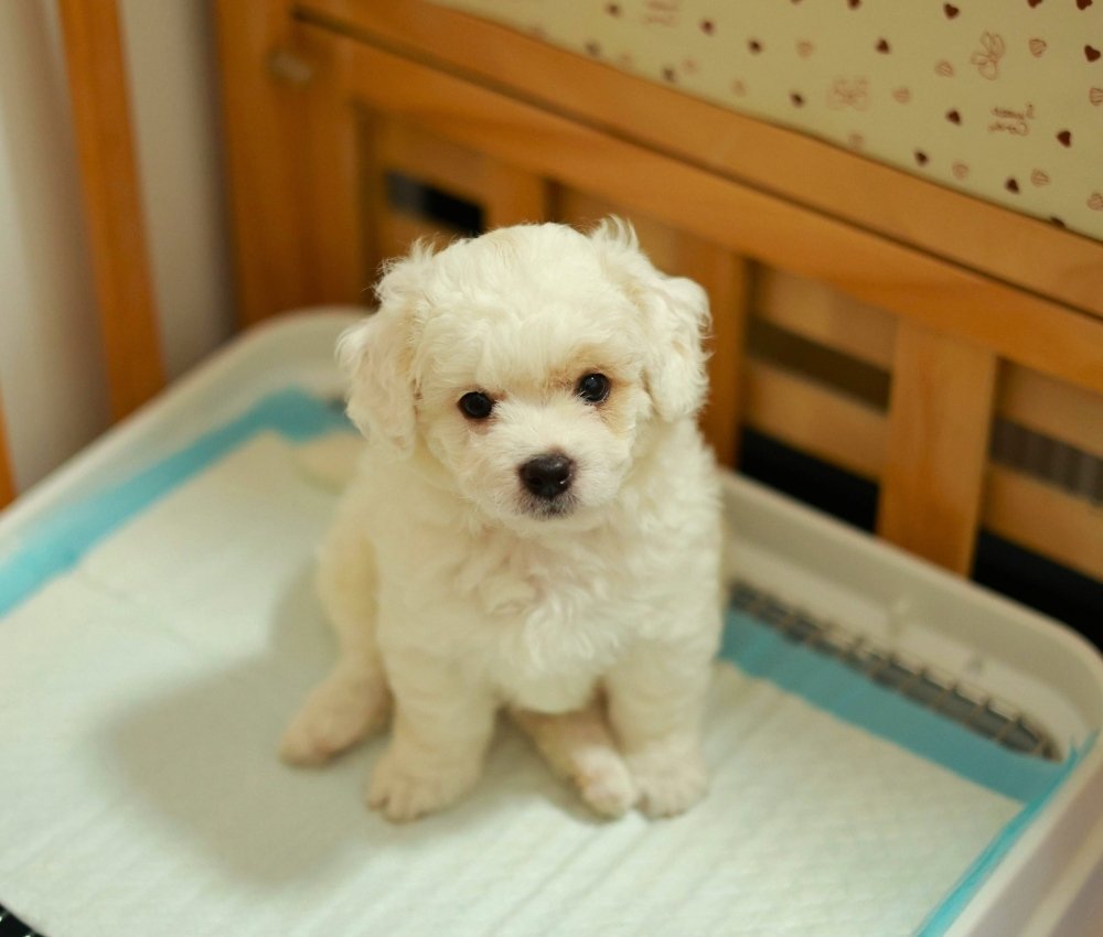 Master Of Puppies guide to puppy toilet training for new dog owners