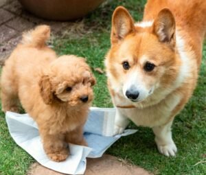 well trained puppy sitting calmly after toilet training