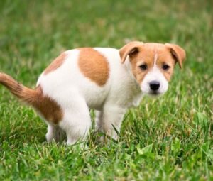 puppy going to the toilet in designated backyard spot