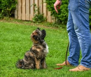 dog owner taking puppy outside for toilet training