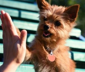 owner rewarding puppy after successful toilet training