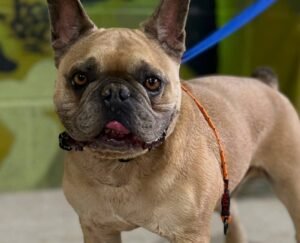 Dog standing calmly after training session at Master Of Puppies
