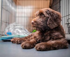 Beginner puppy crate training guide setup at home