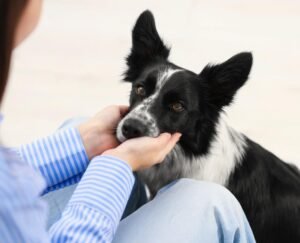 Owner training dog with hand signals and verbal commands