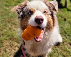 dog learning different commands