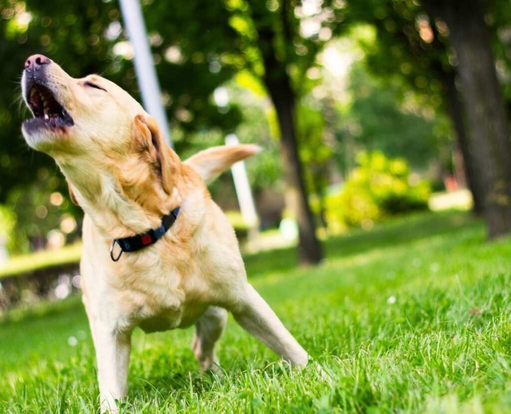 Pet dog barking continuously due to behaviour issue