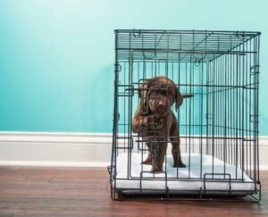 Puppy staying calm inside crate after training session