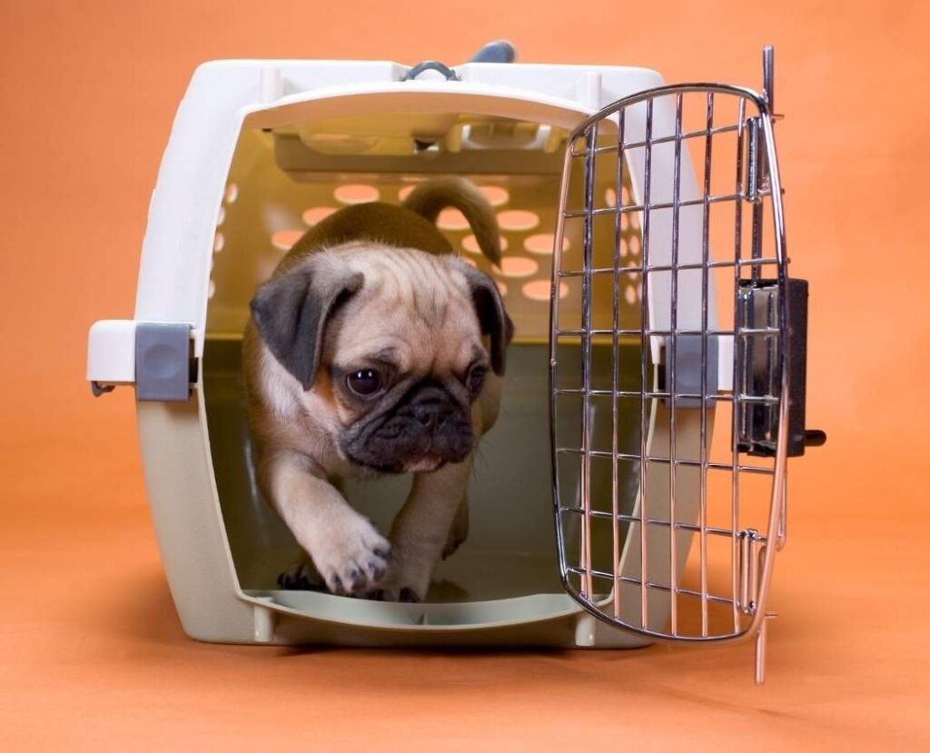 Puppy learning crate training in a safe home environment Gold Coast