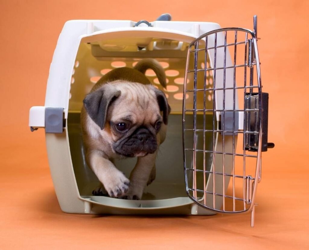 Puppy learning crate training in a safe home environment Gold Coast