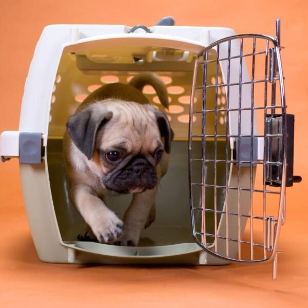 Puppy learning crate training in a safe home environment Gold Coast