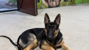 Aggressive Dog Training Gold Coast