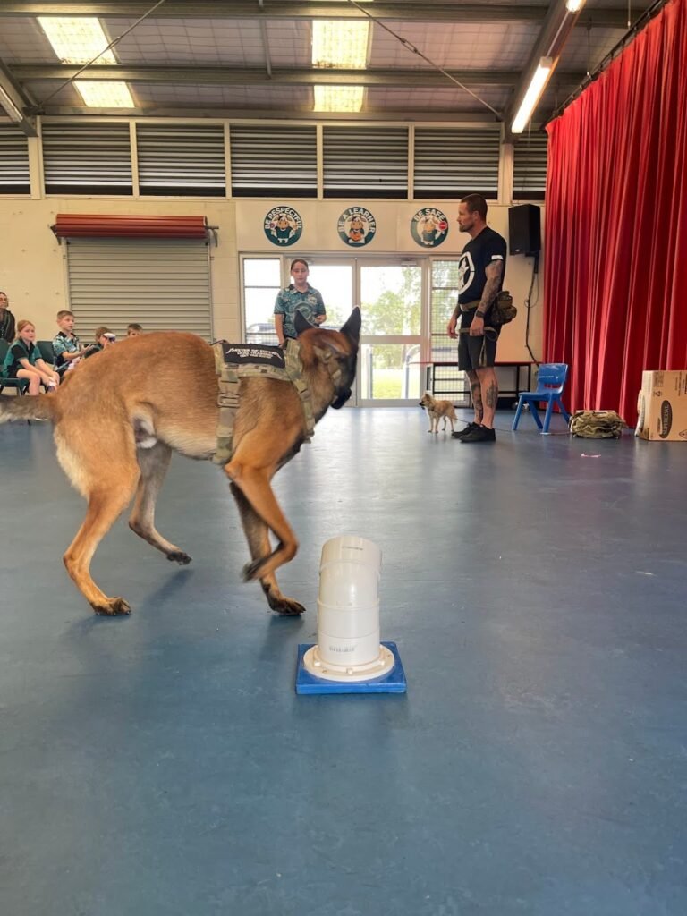 Dog Recall Training Gold Coast