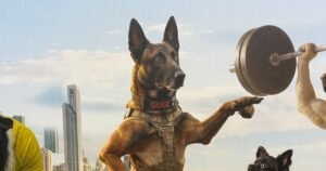 Aggressive Dog Training Gold Coast
