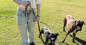 Dog Daycare Gold Coast