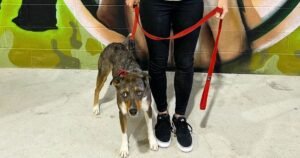 Separation Anxiety in Dogs Symptoms