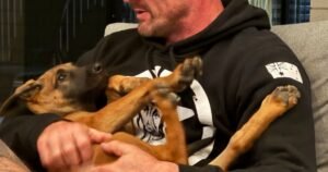 Common Behaviour Issues in Rescue Dogs