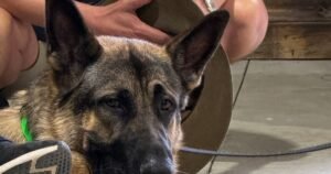 Dog Behaviour Training (Aggression, Anxiety & Reactivity)