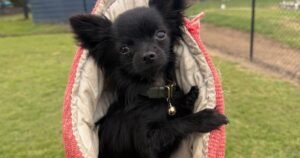 Puppy Behaviour Training Gold Coast