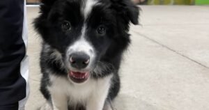 Leash Training a Puppy in Gold Coast