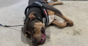Stop dog pulling on lead
