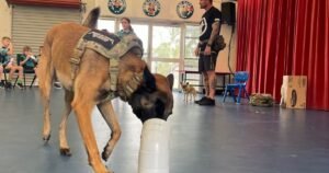 What Is Rescue Dog Behaviour Training?