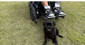 Why Dog Training Prices Differ in Gold Coast