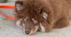 Puppy Behaviour Training Gold Coast