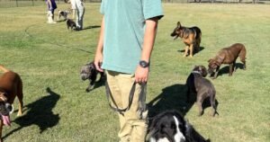 Stop dog pulling on lead