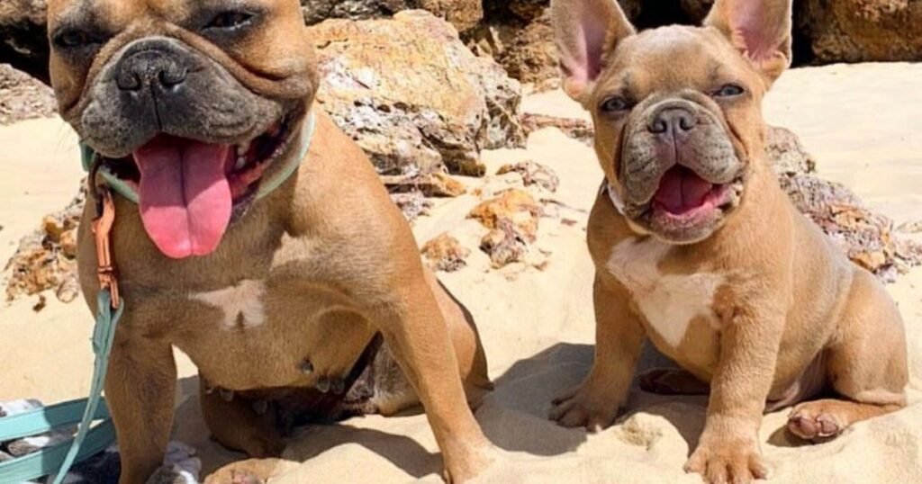 The Benefits of Positive Reinforcement Dog Training