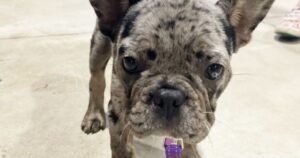 Separation Anxiety in Dogs Symptoms