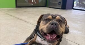 Signs of leash reactivity in dogs – barking, pulling, and tension during walks